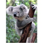 Ravensburger Puzzel Panda En Koala 2X500 Stukjes